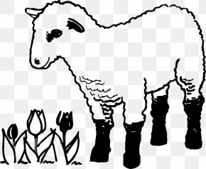 Sheep - Sheep Colouring Pages Coloring Book Lamb And Mutton Goat PNG