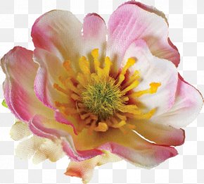 Rose - Anemone Rosaceae Rose Close-up Petal PNG