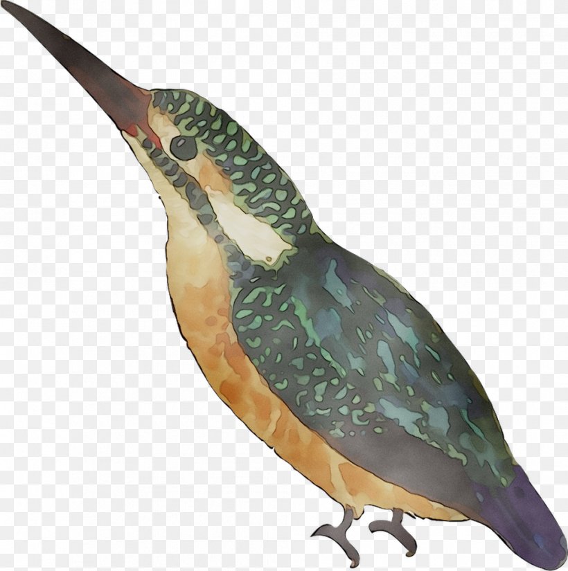 Beak Water Bird Feather Fauna, PNG, 1007x1014px, Beak, Bird, Coraciiformes, Cuckoos, Fauna Download Free
