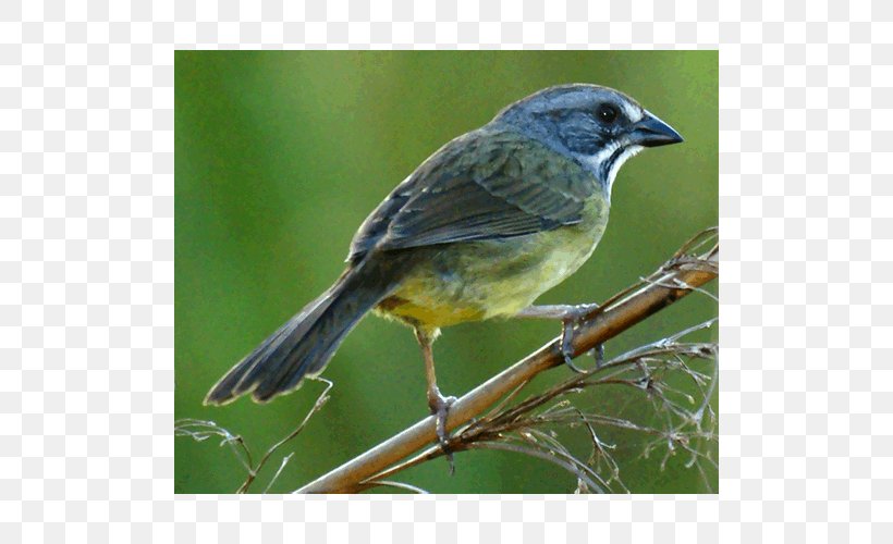 Finch American Sparrows Old World Flycatchers, PNG, 500x500px, Finch, American Sparrows, Beak, Bird, Emberizidae Download Free