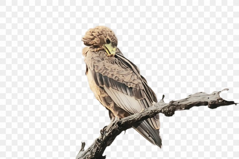 Bird Beak Bird Of Prey Falconiformes Kite, PNG, 2448x1632px, Watercolor, Beak, Bird, Bird Of Prey, Falconiformes Download Free