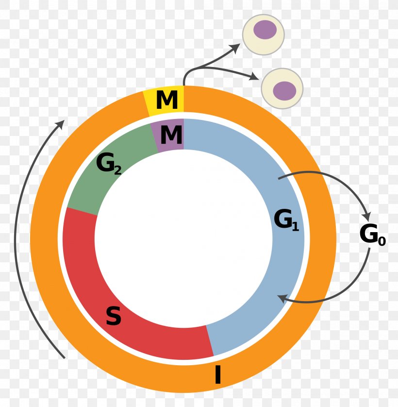 Cell Cycle Cell Division Interphase Mitosis, PNG, 2000x2046px, Cell Cycle, Area, Biology, Cell, Cell Cycle Checkpoint Download Free