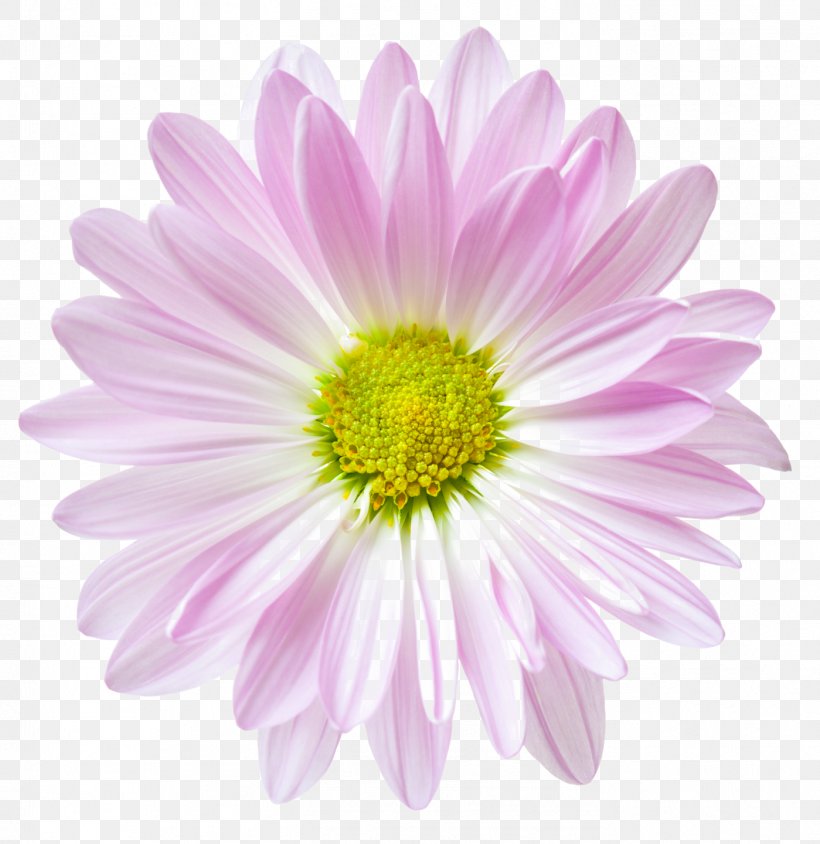 Flower Floral Clock Stock.xchng Common Daisy, PNG, 1399x1440px, Flower, Annual Plant, Aster, Chrysanths, Clock Download Free