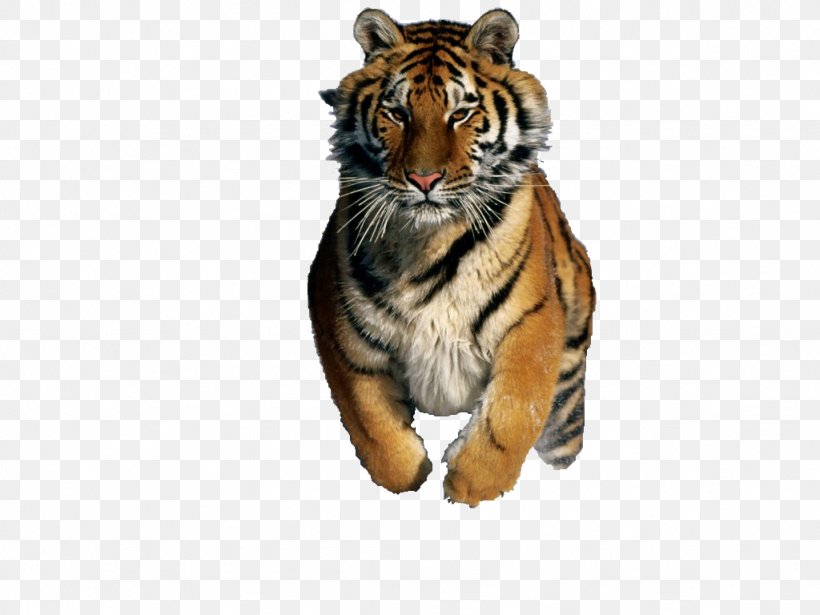 Desktop Wallpaper GIF Image Siberian Tiger 8tracks.com, PNG, 1024x768px, Siberian Tiger, Bengal Tiger, Big Cats, Carnivoran, Cat Like Mammal Download Free