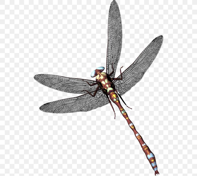 Dragonfly Clip Art, PNG, 540x730px, Dragonfly, Arthropod, Digital Image, Dragonflies And Damseflies, Insect Download Free