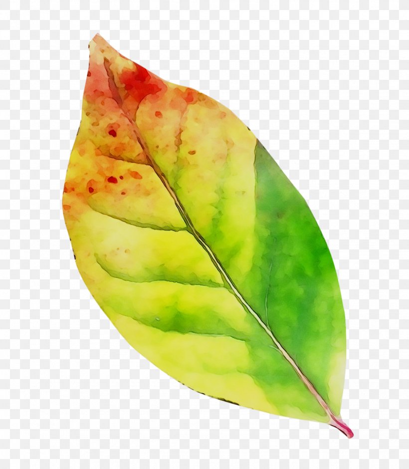 Leaf Plant Pathology Plants, PNG, 1125x1291px, Leaf, Anthurium, Flower, Green, Pathology Download Free