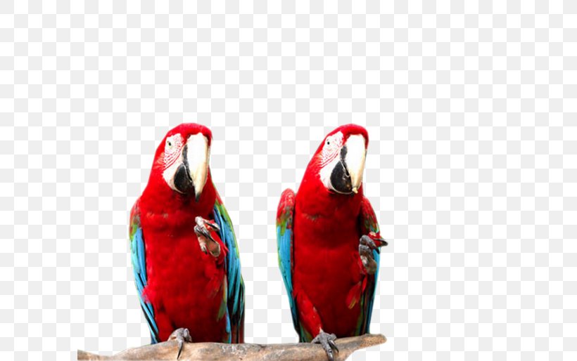 Macaw Bird Parakeet Parrot Beak, PNG, 600x514px, Macaw, Beak, Bird, Bird Supply, Common Pet Parakeet Download Free