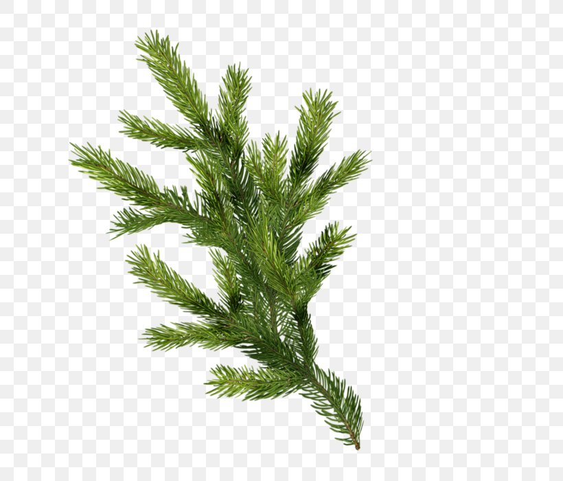 Spruce Novogodny Photobucket Inc. Plants Larch, PNG, 664x700px, Spruce, Branch, Conifer, Cypress Family, Evergreen Download Free