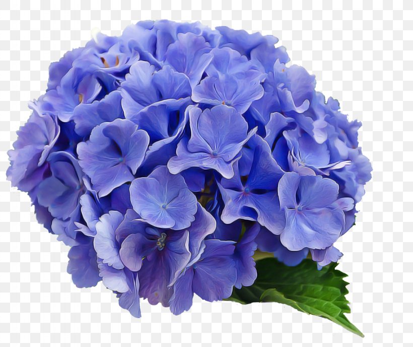 Flower Flowering Plant Blue Hydrangea Hydrangeaceae, PNG, 1280x1075px, Flower, Blue, Cut Flowers, Flowering Plant, Hydrangea Download Free