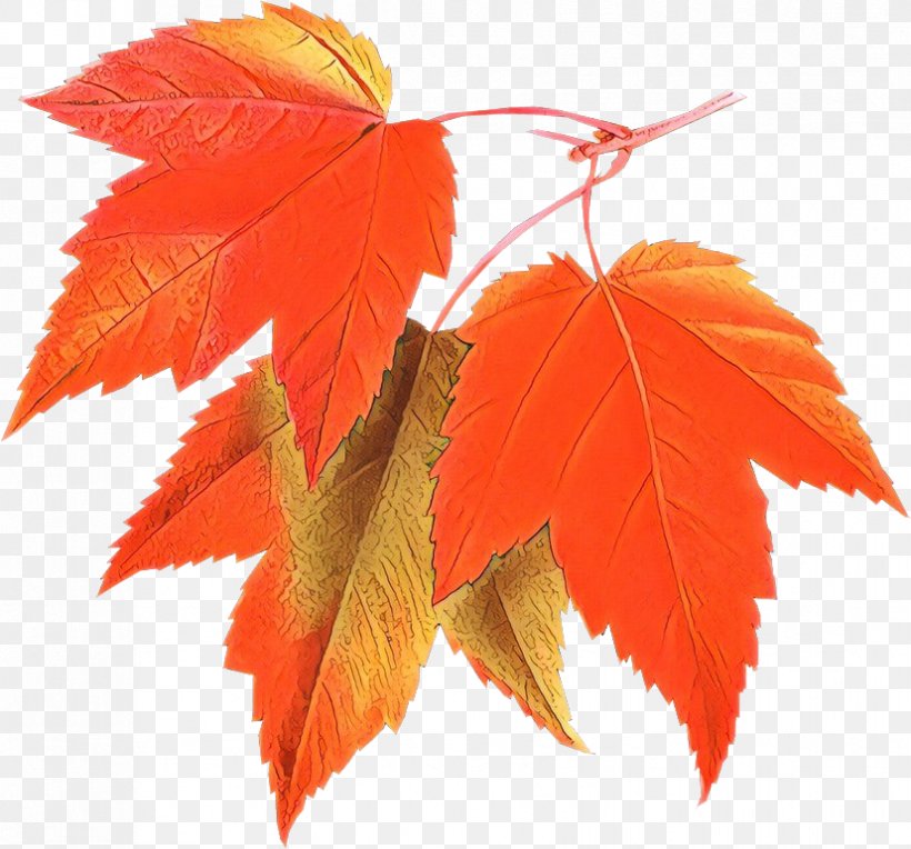 Red Maple Leaf, PNG, 827x771px, Leaf, Autumn, Autumn Leaf Color, Beech, Black Maple Download Free