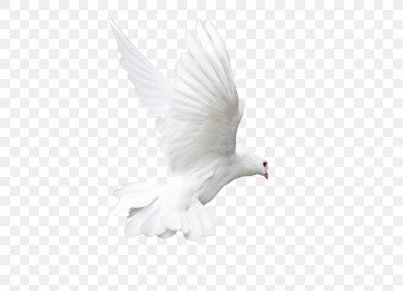 Rock Dove Bird White Animal, PNG, 3425x2480px, Rock Dove, Animal, Beak, Bird, Columba Download Free