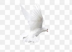 Pigeon - Rock Dove Bird White Animal PNG