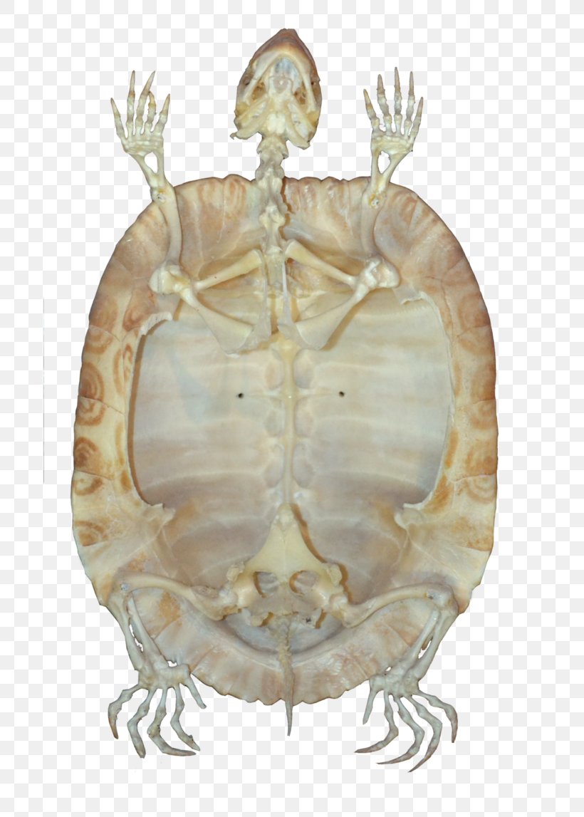 Turtle Reptile Skeleton Tortoise, PNG, 697x1147px, Turtle, Animal, Bone, Information, Jaw Download Free
