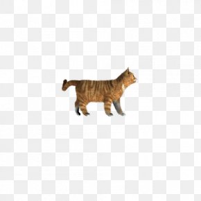 Cute Cat - Whiskers Cat Dog Felidae PNG
