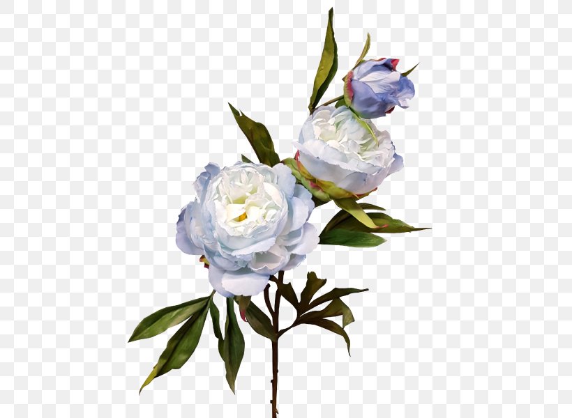 Cut Flowers Centifolia Roses Rosaceae Plant, PNG, 800x600px, Cut Flowers, Branch, Centifolia Roses, Flora, Floral Design Download Free