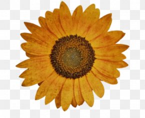 Flower - Flower Floral Design Floristry Mood Board PNG