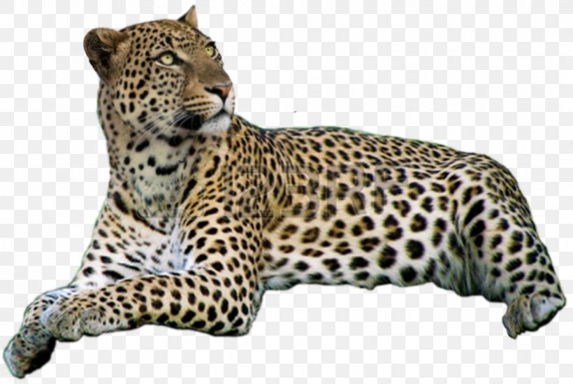 Leopard Jaguar Cheetah Whiskers Snout, PNG, 1338x897px, Leopard, Animal, Big Cats, Carnivoran, Cat Like Mammal Download Free