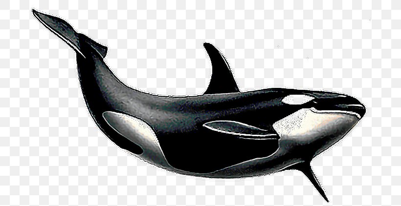 Clip Art Killer Whale Cetacea Image, PNG, 696x422px, Killer Whale, Automotive Design, Cetacea, Dolphin, Fin Whale Download Free