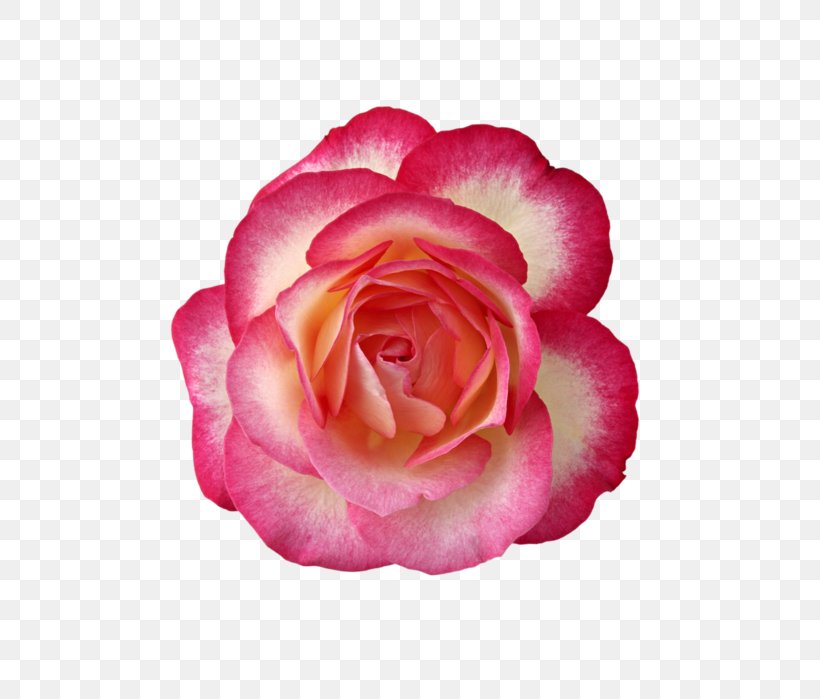 Rose Rosa ‘Cubana’, PNG, 496x699px, Rose, China Rose, Close Up, Color, Color Scheme Download Free
