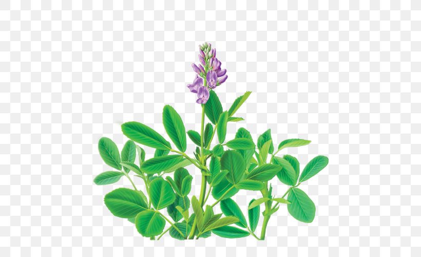 Tea Alfalfa Dietary Supplement Organic Food Herb, PNG, 500x500px, Tea, Alfalfa, Bag, Dietary Supplement, Flower Download Free