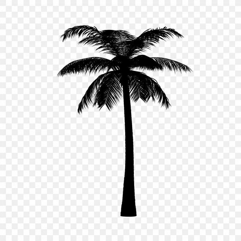 Asian Palmyra Palm Date Palm Palm Trees Silhouette Borassus, PNG, 2048x2048px, Asian Palmyra Palm, Arecales, Attalea Speciosa, Black, Blackandwhite Download Free