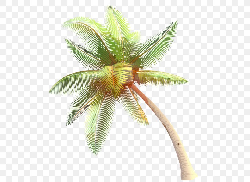 Coconut Palm Trees Clip Art, PNG, 535x599px, Coconut, Arecales, Botany, Coconut Water, Flower Download Free