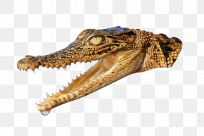 Alligator Animal Crocodile Head - Nile Crocodile Alligator Animal PNG