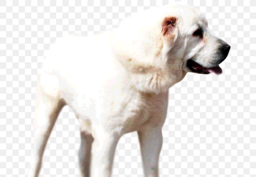 Akbash Dog Central Asian Shepherd Dog Great Pyrenees Caucasian Shepherd Dog Pungsan Dog, PNG, 662x568px, Akbash Dog, Breed, Carnivoran, Caucasian Shepherd Dog, Central Asian Shepherd Dog Download Free
