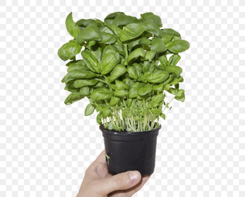 Basil Herb Kitchen Garden Pianta Aromatica Flowerpot, PNG, 500x660px, Basil, Chives, Fines Herbes, Flowerpot, Food Download Free