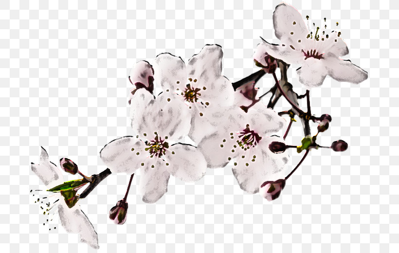 Cherry Blossom, PNG, 700x520px, Flower, Blossom, Branch, Cherry Blossom, Fire Cherry Download Free