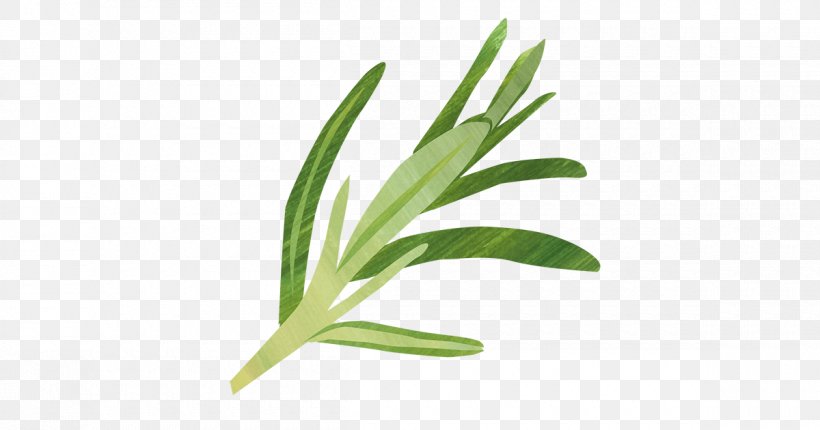 Leaf Herbalism Grasses Plant Stem, PNG, 1200x630px, Leaf, Family, Grass, Grass Family, Grasses Download Free
