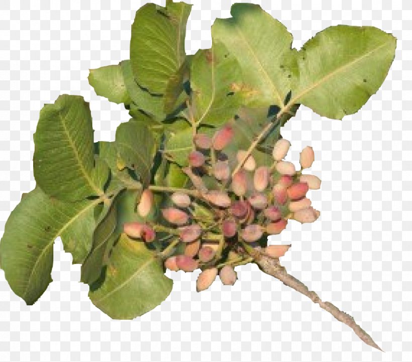 Tree Fruit, PNG, 857x754px, Tree, Fruit, Plant Download Free