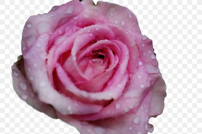 Garden Roses, PNG, 1920x1280px, Watercolor, Cabbage Rose, Cut Flowers, Floribunda, Flower Download Free