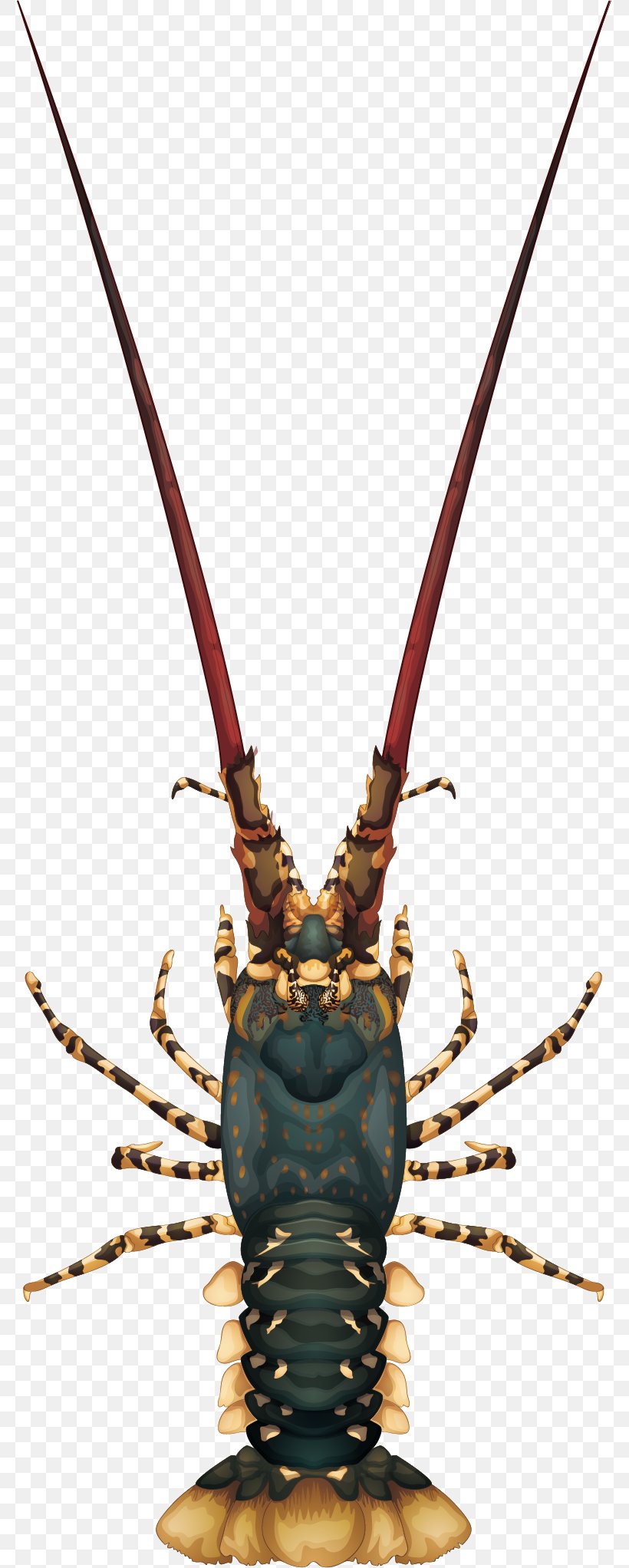 Lobster Panulirus Argus Panulirus Cygnus Illustration, PNG, 775x2044px, Lobster, American Lobster, Crayfish, Decapoda, Insect Download Free