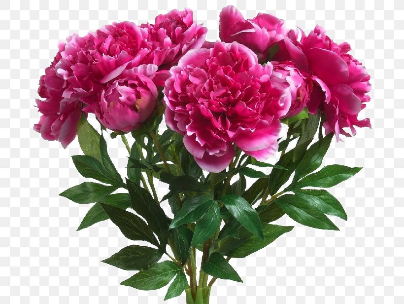 Peony Blingee Birthday, PNG, 689x616px, Peony, Albom, Annual Plant, Birthday, Blingee Download Free