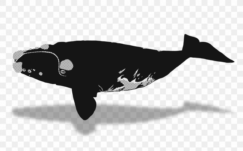 Southern Right Whale North Pacific Right Whale Marine Mammal Cetacea, PNG, 2880x1800px, Southern Right Whale, Balaenidae, Black And White, Bowhead Whale, Cetacea Download Free
