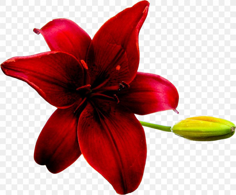 Flower Red Lilium Clip Art, PNG, 998x825px, Flower, Amaryllis Belladonna, Amaryllis Family, Close Up, Cut Flowers Download Free