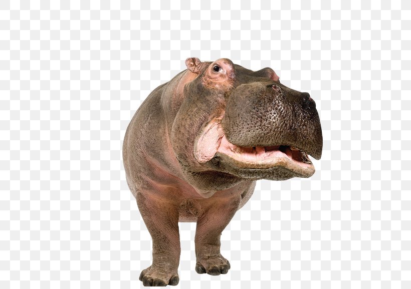 Pygmy Hippopotamus Rhinoceros Standee, PNG, 475x577px, Hippopotamus, Animal, Animal Figure, Fauna, I Want A Hippopotamus For Christmas Download Free