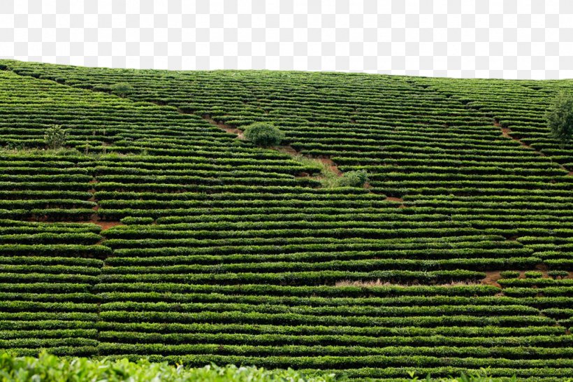 White Tea Miaoli County Fuding Longjing Tea, PNG, 1024x683px, Tea, Agriculture, Anji County, Crop, Economy Download Free