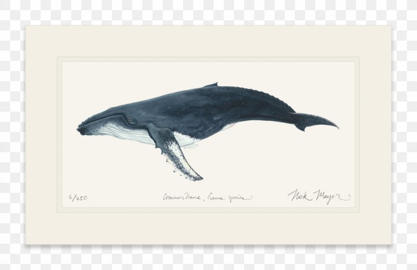 Dolphin Humpback Whale Painting Cetacea Beak, PNG, 1023x664px, Dolphin, Beak, Bird, Cetacea, Fauna Download Free