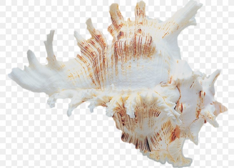 Shankha Conchology Seashell Invertebrate, PNG, 1671x1198px, Shankha, Conch, Conchology, Invertebrate, Jaw Download Free