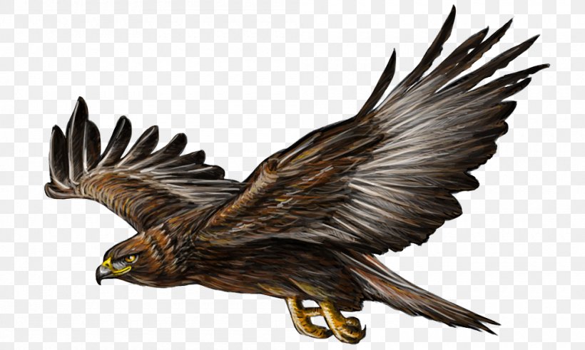 Bald Eagle Bird Flight Golden Eagle, PNG, 1000x600px, Bald Eagle, Accipitriformes, Beak, Bird, Bird Of Prey Download Free