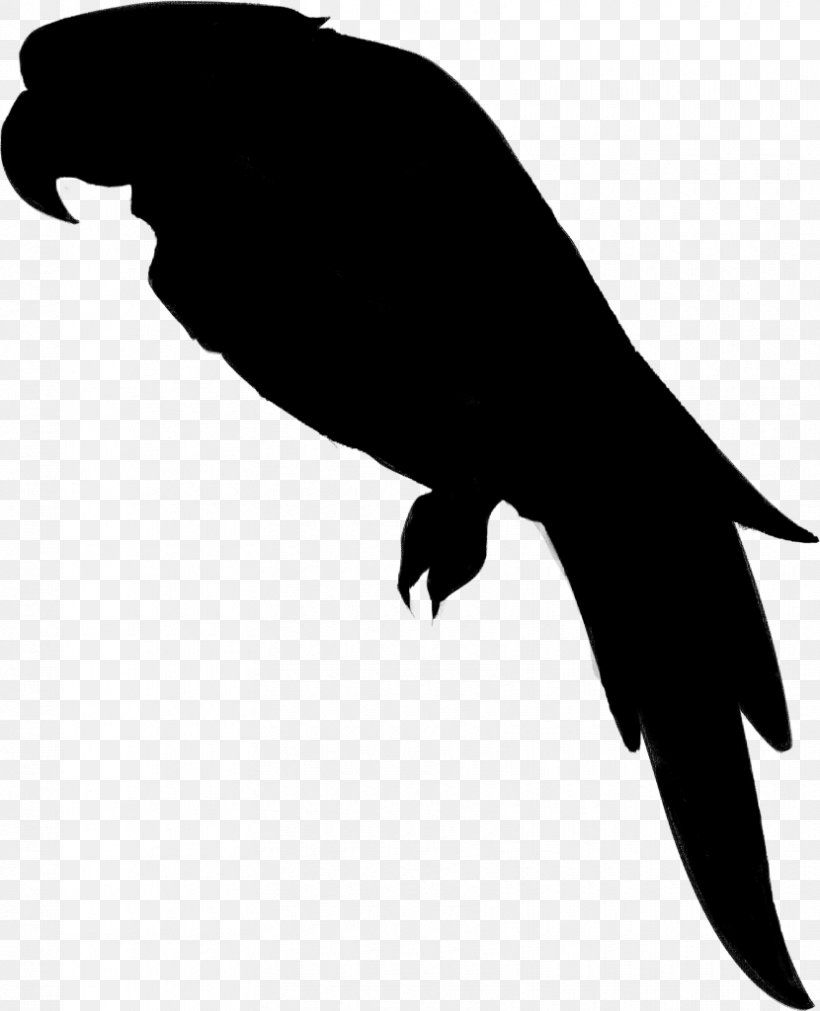 Beak Bird Of Prey Clip Art Fauna, PNG, 830x1024px, Beak, Bird, Bird Of Prey, Black M, Claw Download Free