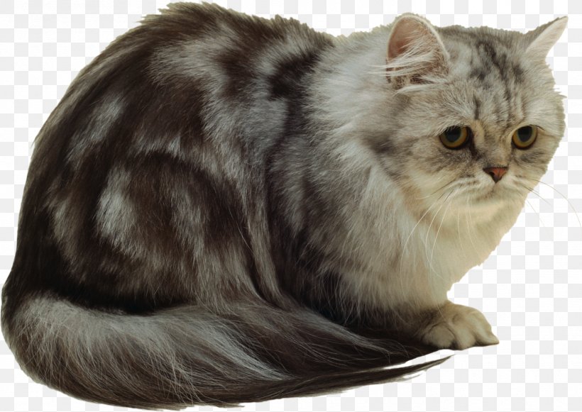 Persian Cat British Semi-longhair Felidae Kitten Animal, PNG, 1409x1000px, Persian Cat, Animal, Asian, Asian Semi Longhair, British Semi Longhair Download Free