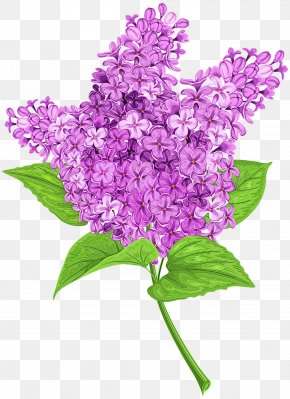 Cut Flowers Buddleia - Purple Watercolor Flower PNG