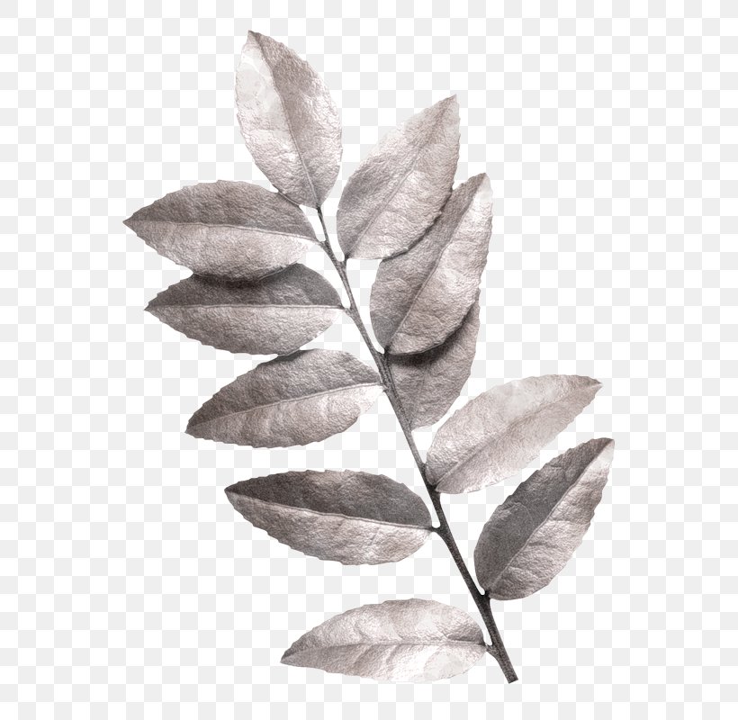 Twig Leaf, PNG, 598x800px, Twig, Black And White, Branch, Leaf, Monochrome Photography Download Free