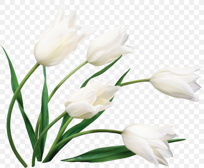 Flower Bouquet Desktop Wallpaper Cut Flowers White, PNG, 1600x1322px, Flower, Blue, Bud, Common Daisy, Cut Flowers Download Free