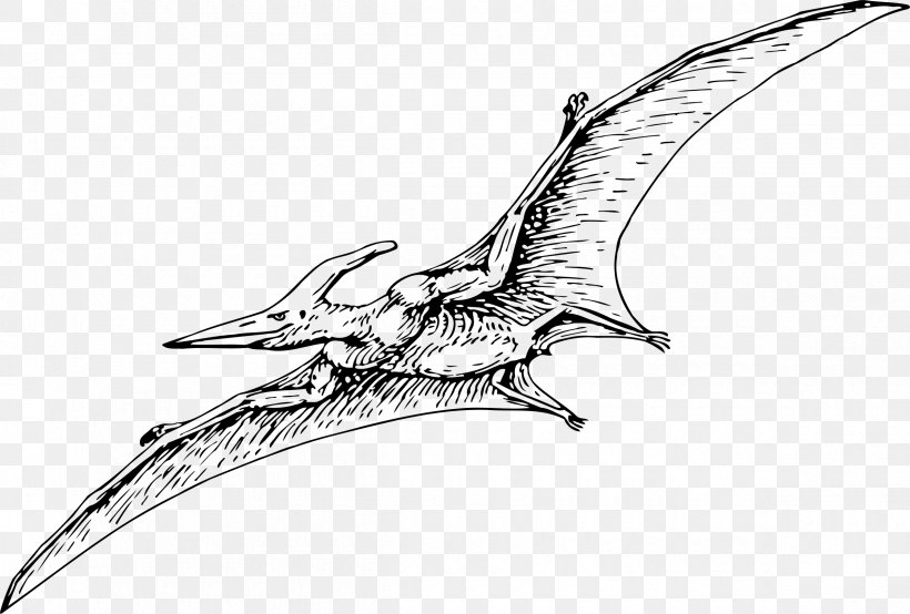 Pterodactyls Stegosaurus Pteranodon Pterosaurs Drawing, PNG, 2400x1623px, Pterodactyls, Artwork, Beak, Bird, Black And White Download Free