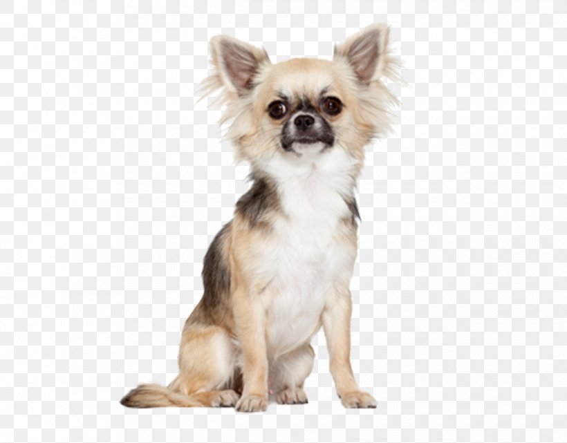 Pomeranian Chihuahua Bichon Frise Maltese Dog Yorkshire Terrier, PNG, 1220x954px, Pomeranian, Bichon Frise, Breed, Carnivoran, Chihuahua Download Free
