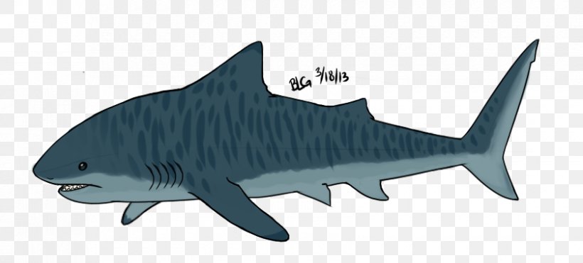 Tiger Shark Drawing Cartoon, PNG, 840x381px, Tiger Shark, Animal Figure, Animation, Carcharhiniformes, Cartilaginous Fish Download Free